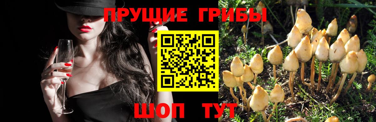 Псилоцибиновые грибы Cubensis  купить  сайты  Усть-Илимск  Вход с VPN 